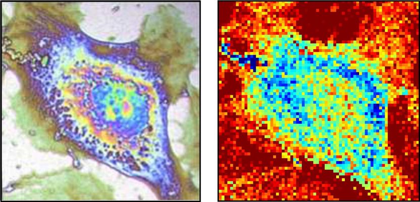 Thermal microscopy of single cells