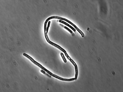 Bacillus cereus