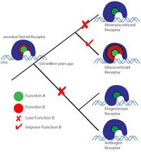 receptors evolution