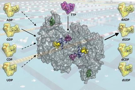 enzames dna building blocks