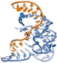 DNA-Enzym