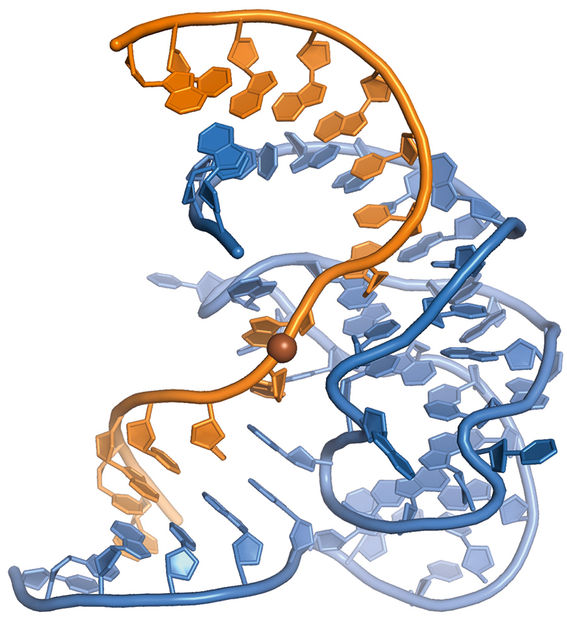 © Höbartner und Pena / Max-Planck-Institut für biophysikalische Chemie