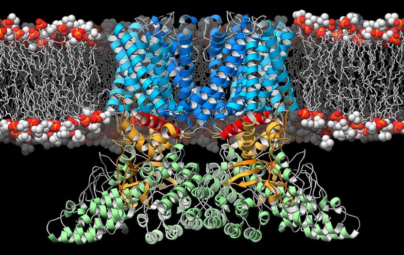 Mark A. Herzik Jr., Scripps Research Institute