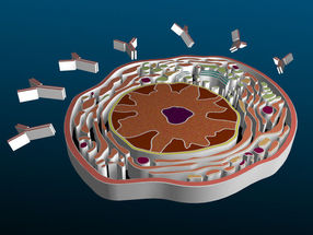 plasma cell