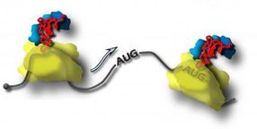 protein biosynthesis