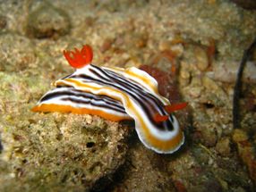 sea slug drug discovery