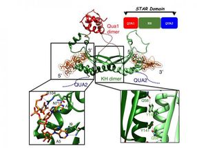 protein target cancer therapy