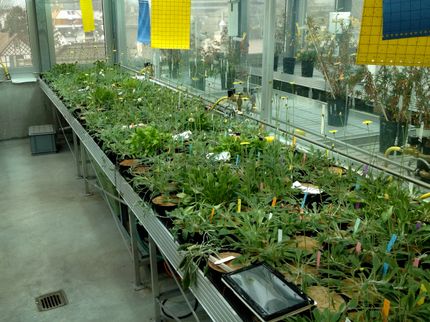 Hybridpflanzen im Gewächshaus