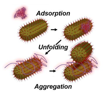 nanoparticles albumin