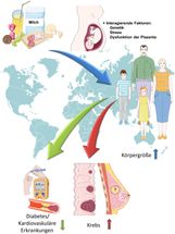 Körpergröße beeinflusst Risiko für Herz-Kreislauf-Erkrankungen, Diabetes, und Krebs