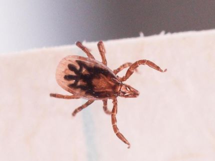 Tick genome reveals inner workings of a resilient blood-guzzler