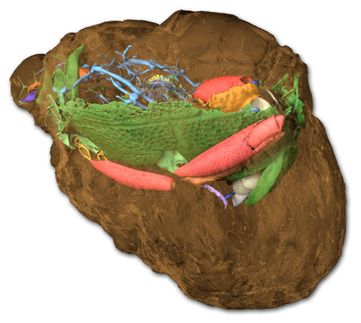 30 Millionen Jahre alten Käfer mit Röntgenstrahlen durchleuchten