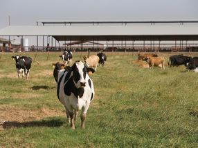 Estrogen, antibiotics persisted in dairy farm waste after advanced treatment