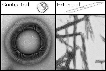 Breaking cell barriers with retractable protein nanoneedles