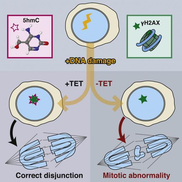 Cell Reports