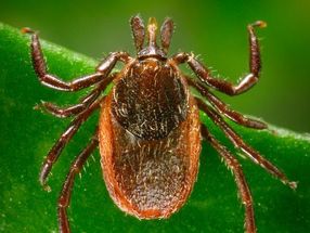 Test detects signs of Lyme disease near time of infection
