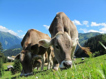 Study finds clear differences between organic and non-organic milk and meat