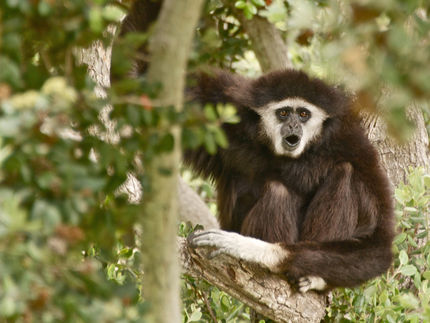 Gibbon