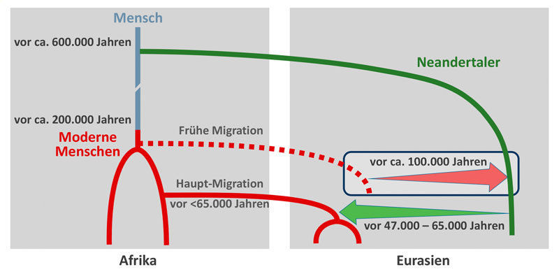 Früher Genfluss vom modernen Menschen zum Neandertaler - Wissenschaftler finden den ersten genetischen Beleg für menschliche DNA in einem Neandertaler