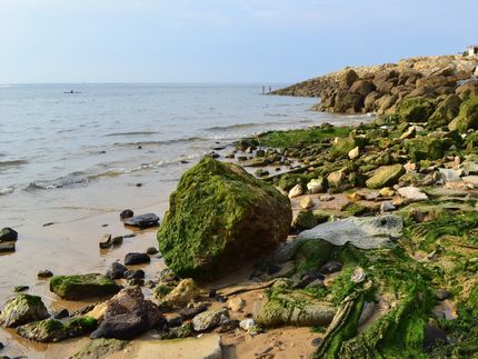 Fuels from algae boosted by refinery process