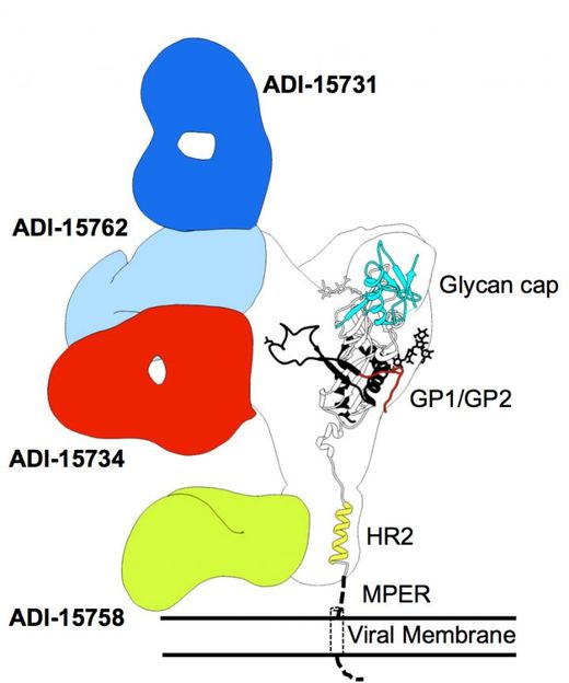 Image by Hannah Turner and Daniel Murin, courtesy of The Scripps Research Institute.