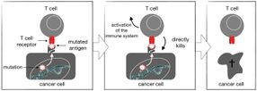 Auf Mutationen ausgerichtete T-Zellen gehen gegen Tumoren vor