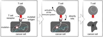 T cells target mutations to fight solid tumors