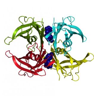 Described a powerful drug to advance in the fight against familial amyloidosis