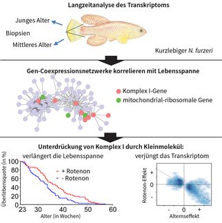Prophetische Genaktivität: Forscher entdecken Genschalter für Langlebigkeit