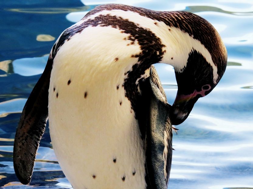 Smithsonian Insider – Yellow pigment in penguin feathers is