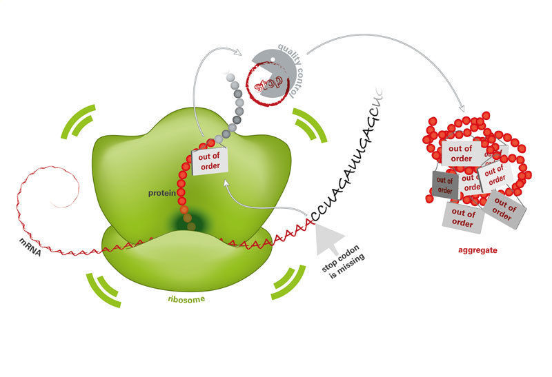 © MPI f. Biochemie/ M. Krause