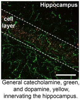 Brain reward molecule helps learning to avoid unpleasant experience