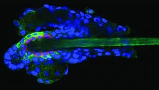 The Laboratory of Mammalian Cell Biology and Development at Rockefeller University/PNAS