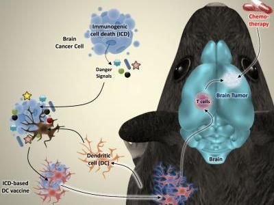 ©KU Leuven Laboratory of Cell Death Research & Therapy - Dr. Abhishek D. Garg