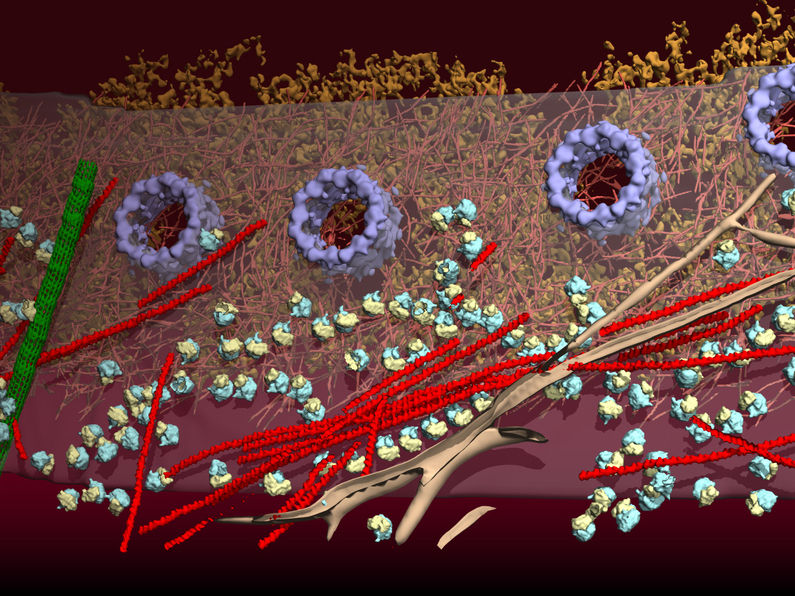 © MPI für Biochemie