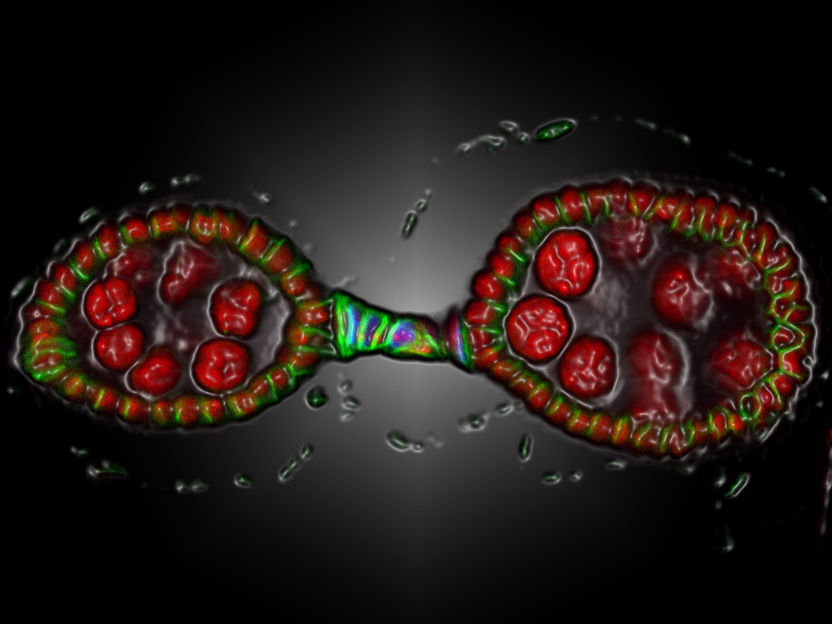 © Shcherabta und Çiçek / Max-Planck-Institut für biophysikalische Chemie