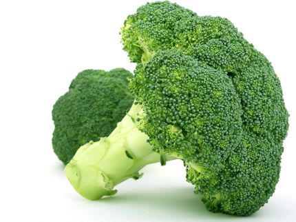 Broccoli ingredient has positive influence on drug efficacy