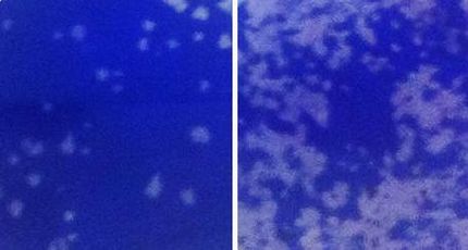 A virus common among livestock depends on a micro-RNA to replicate