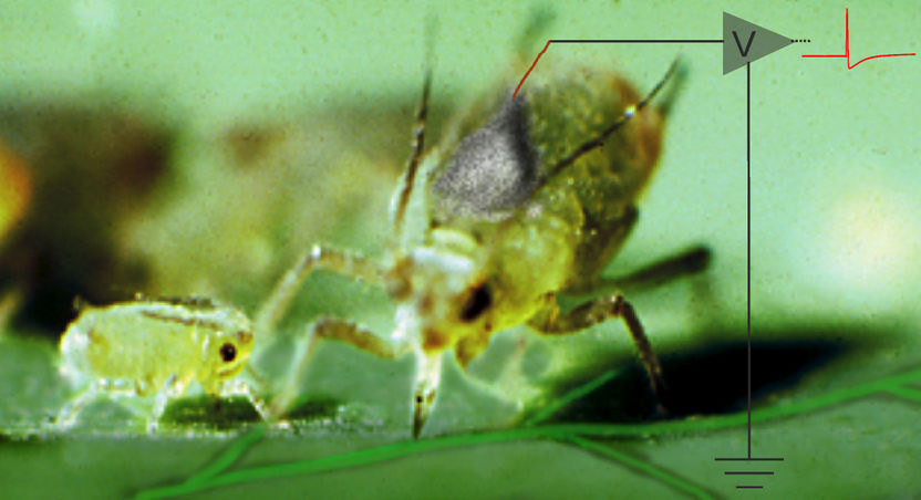 Aphids as biosensors