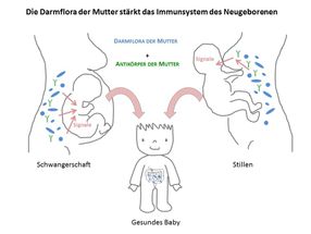 Darmbakterien der Mutter stärken das Neugeborene