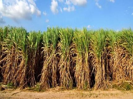 Biodiesel from sugarcane more economical than soybean