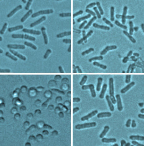 © MPI f. molekulare Zellbiologie und Genetik