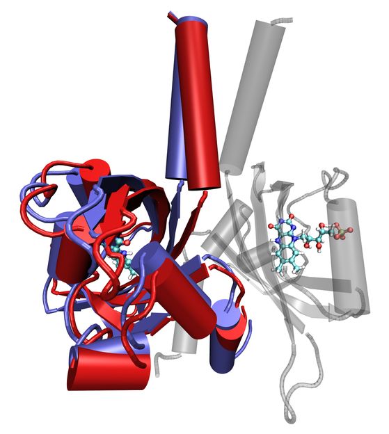 Cellular "Light Switch" Analysed Using Neutron Scattering