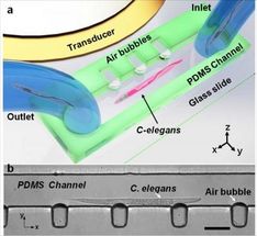 Microfluidic devices gently rotate small organisms and cells
