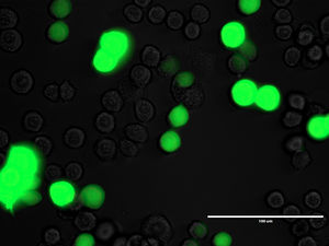 Protein production made easier