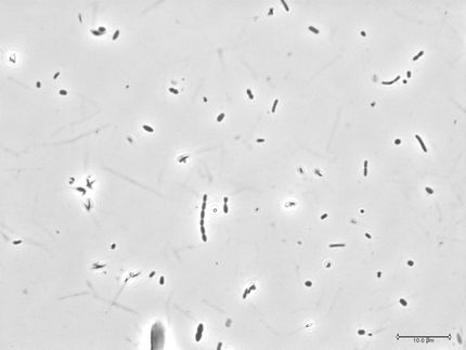 microbiota fecal
