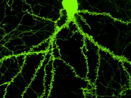 Neuronal structures associated with memory sprout in response to novel molecules
