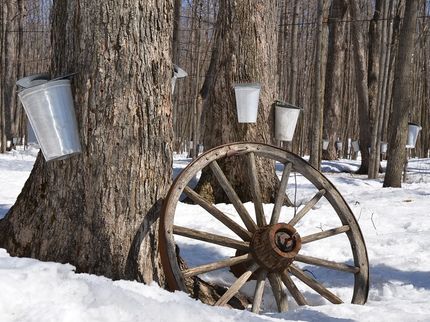 Maple syrup protects neurons and nurtures young minds