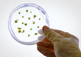 Moss plants in a petri dish