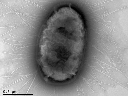Pandemic E. coli strain H30 cloaks its stealth strategies